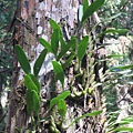 Bulbophyllum pectinatum（阿里山豆蘭）