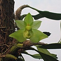 Bulbophyllum pectinatum（阿里山豆蘭）