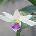 Den.amethystoglossum(紫晶舌石斛)