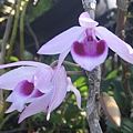 Den.anosumum(卓花石斛)