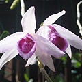 Den.anosumum(卓花石斛)