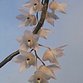 Den.aduncum(鈎狀石斛)