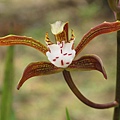 Cymbidium erythraeum