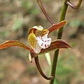 Cymbidium erythraeum 