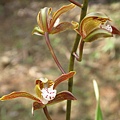 Cymbidium erythraeum 