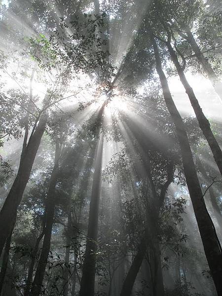 20120304金柑樹山途中景緻