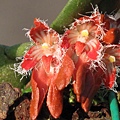 Bulbophyllum kuanwuensis（ 觀霧豆蘭）