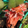 Bulbophyllum kuanwuensis（ 觀霧豆蘭）