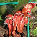 Bulbophyllum kuanwuensis（ 觀霧豆蘭）
