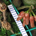 Bulbophyllum kuanwuensis（ 觀霧豆蘭）