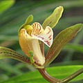 Cymbidium erythraeum