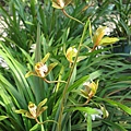 Cymbidium erythraeum