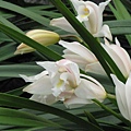 Cymbidium eburneum