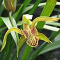 Cymbidium tracyanum