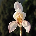 Cymbidium wenshanense〔文山红柱蘭〕