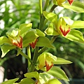 Cymbidium lowianum 