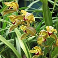 Cymbidium lowianum