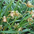 Cymbidium tracyanum