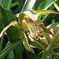 Cymbidium tracyanum