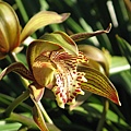 Cymbidium tracyanum