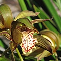 Cymbidium tracyanum