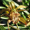 Cymbidium tracyanum