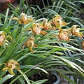 Cymbidium tracyanum