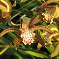 Cymbidium tracyanum