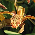 Cymbidium tracyanum