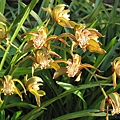 Cymbidium tracyanum