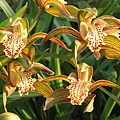 Cymbidium tracyanum