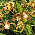 Cymbidium tracyanum