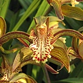 Cymbidium tracyanum