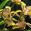 Cymbidium tracyanum