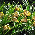 Cymbidium tracyanum