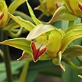 Cymbidium lowianum 