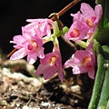 Ascocentrum pumilum（鹿角蘭）