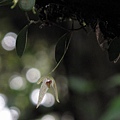 Bulbophyllum drymoglossum（狹萼豆蘭）