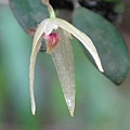 Bulbophyllum drymoglossum（狹萼豆蘭）