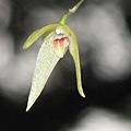 Bulbophyllum drymoglossum（狹萼豆蘭）