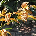 Cymbidium tracyanum