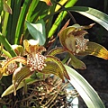 Cymbidium tracyanum