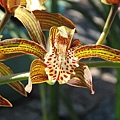 Cymbidium tracyanum