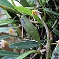 Bulbophyllum affine