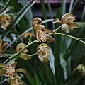 Cymbidium tracyanum