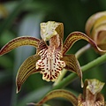 Cymbidium tracyanum