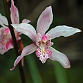 Cymbidium insigne