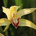 Cymbidium changningense