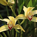 Cymbidium changningense