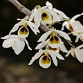 Den.bensoniae